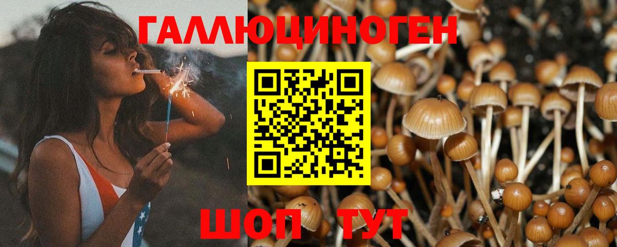 Псилоцибиновые грибы мицелий Сертолово